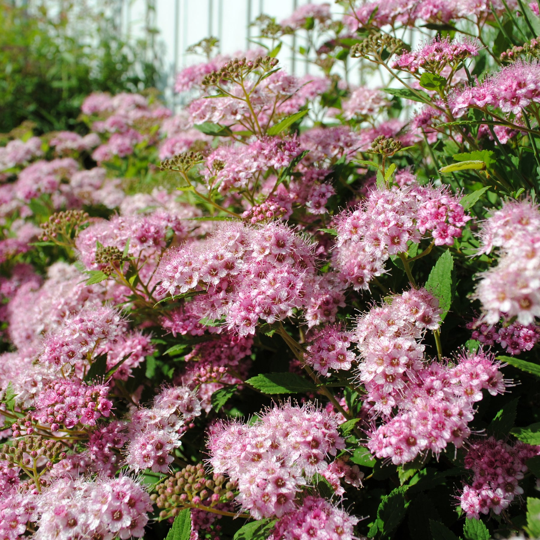 Spierstruik 'Shirobana' - Spirea - Willemse