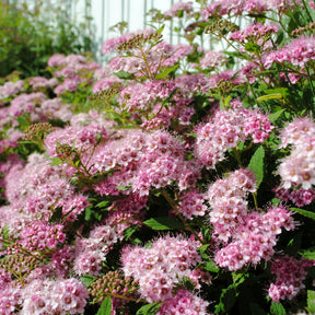 Spierstruik 'Shirobana' - Spirea - Willemse