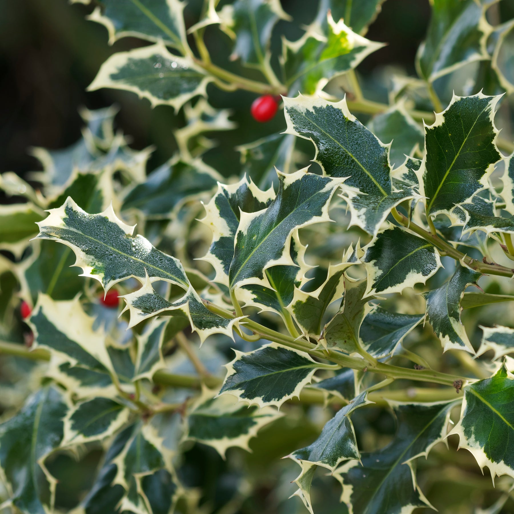 Bonte hulst op stam - Ilex aquifolium Argentea Marginata - Heesters en vaste planten