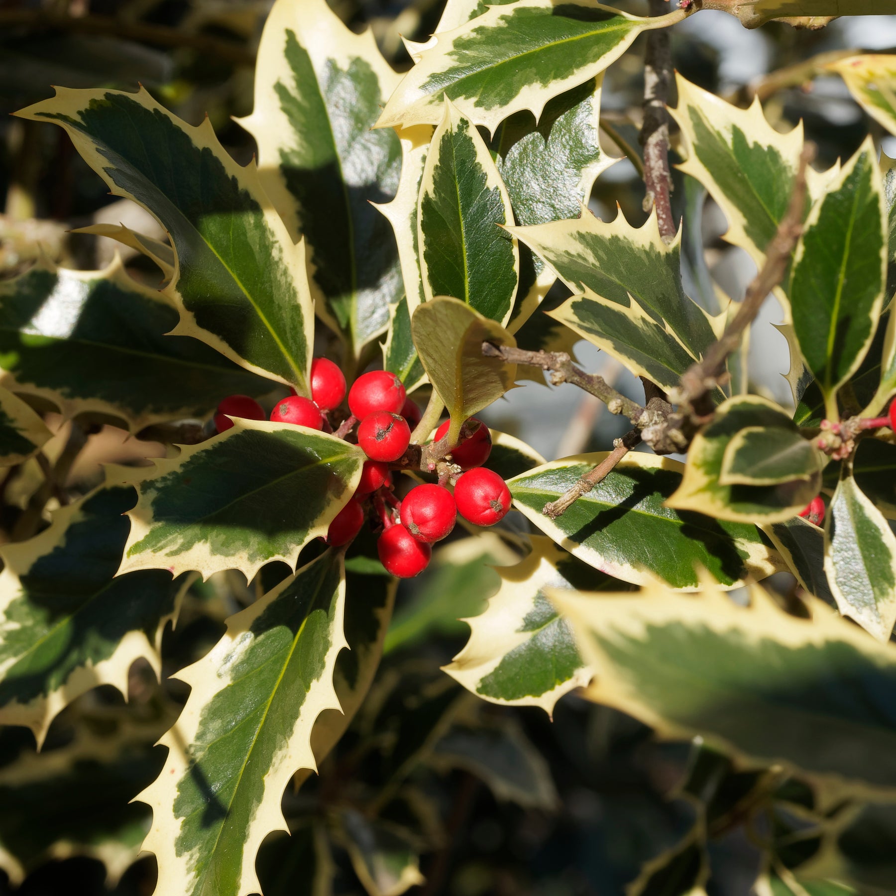 Bonte hulst op stam - Ilex aquifolium Argentea Marginata - Hagen