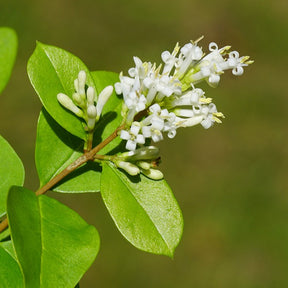 Ligustrum ovalifolium - Liguster - Ligusterhagen