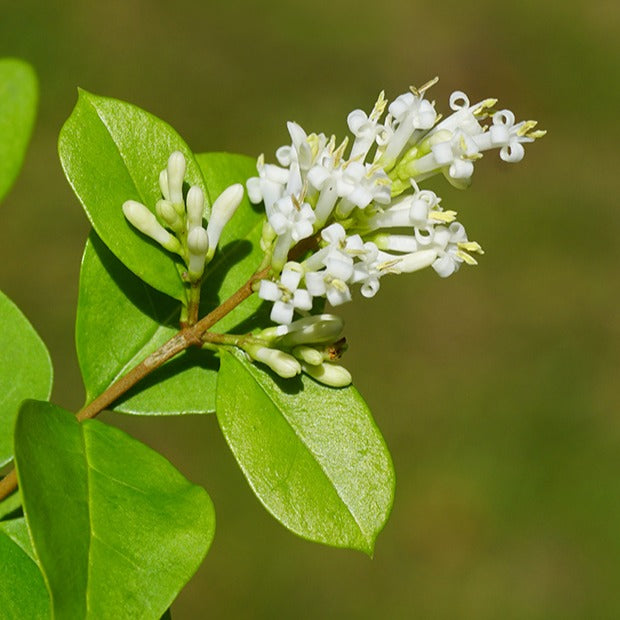 Ligustrum ovalifolium - Liguster - Ligusterhagen