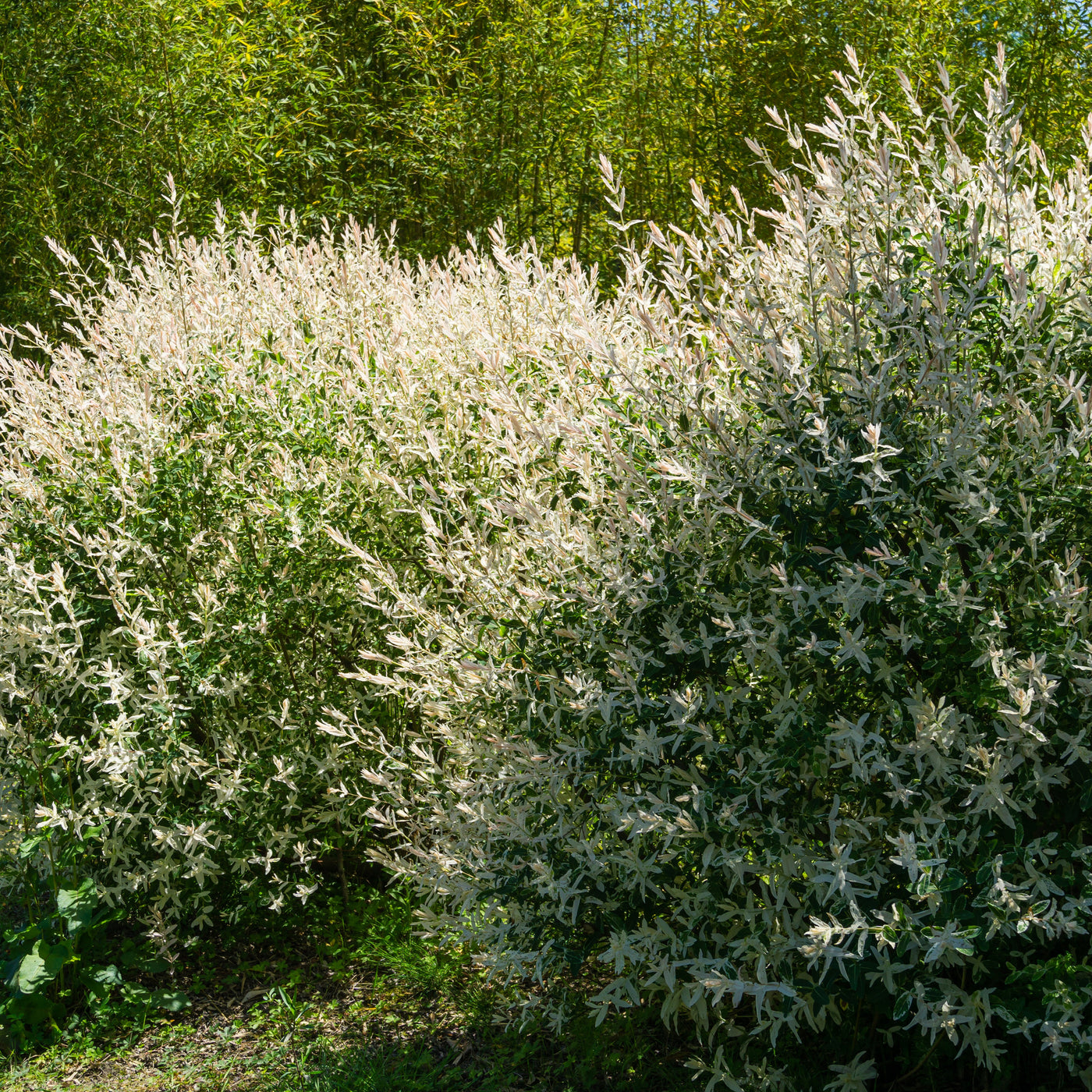 Salix integra hakuro nishiki - Bonte wilg 'Hakuro Nishiki' - Wilg
