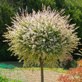 Wilg - Bonte wilg 'Hakuro Nishiki' - op stam - Salix integra Hakuro Nishiki