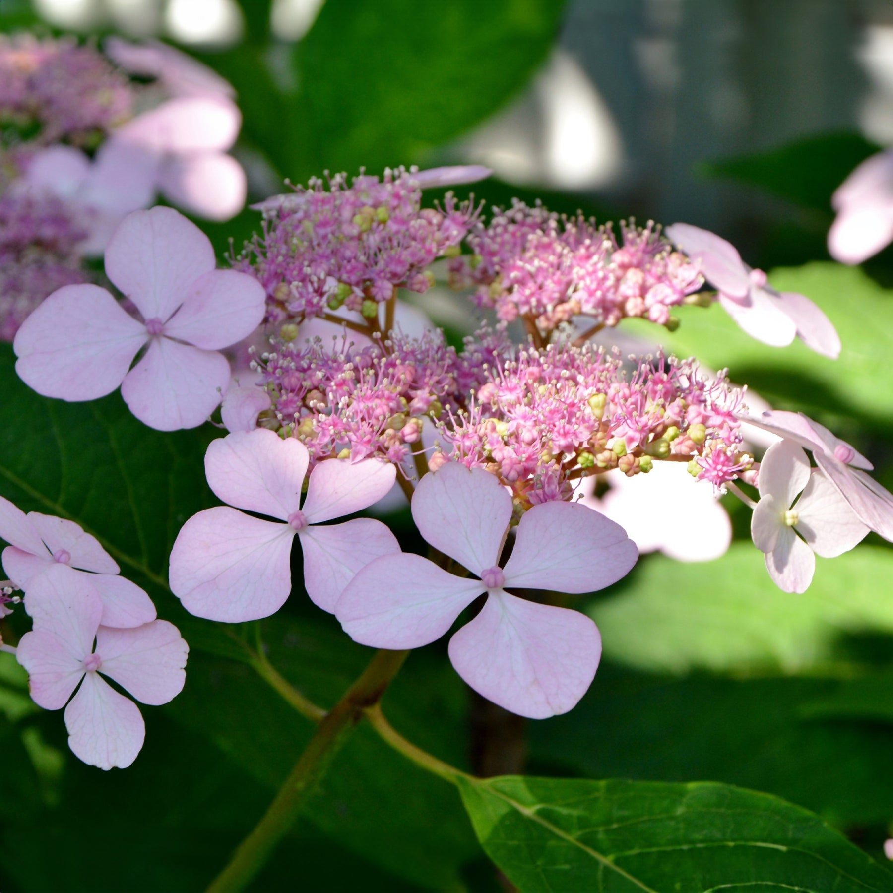 Hortensia - Berghortensia 'Indian Summer' - Hydrangea serrata Indian Summer