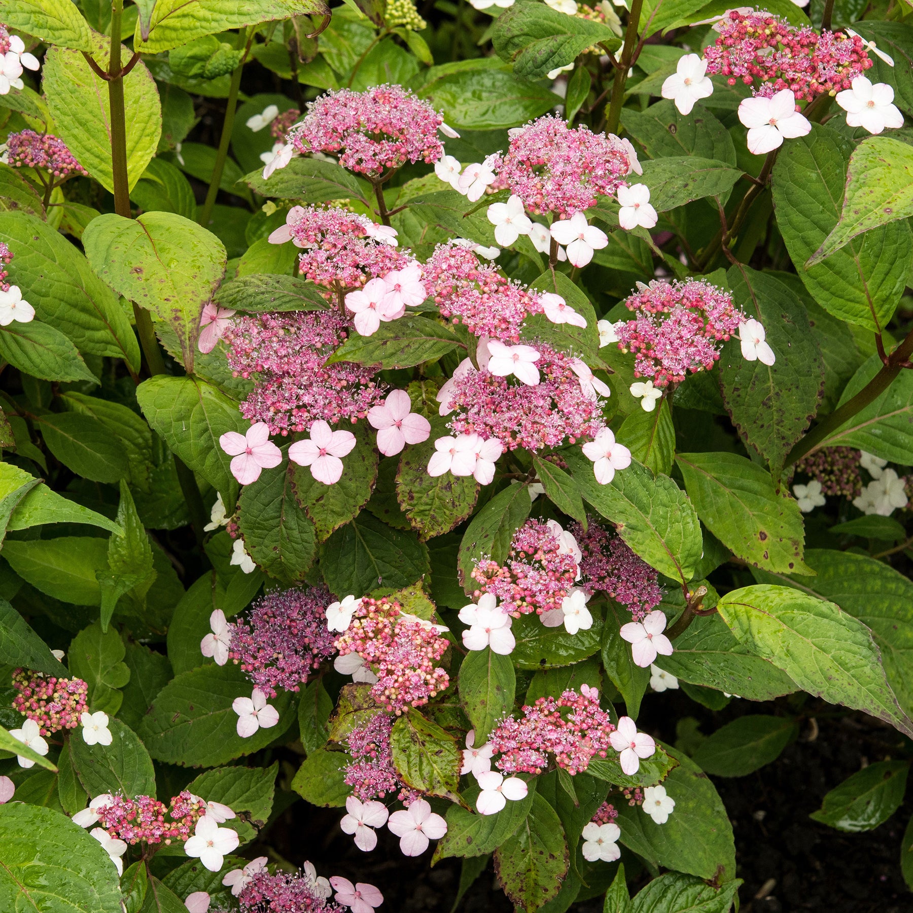 Berghortensia 'Indian Summer' - Hydrangea serrata Indian Summer - Willemse