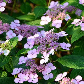 Hydrangea serrata Indian Summer - Berghortensia 'Indian Summer' - Hortensia