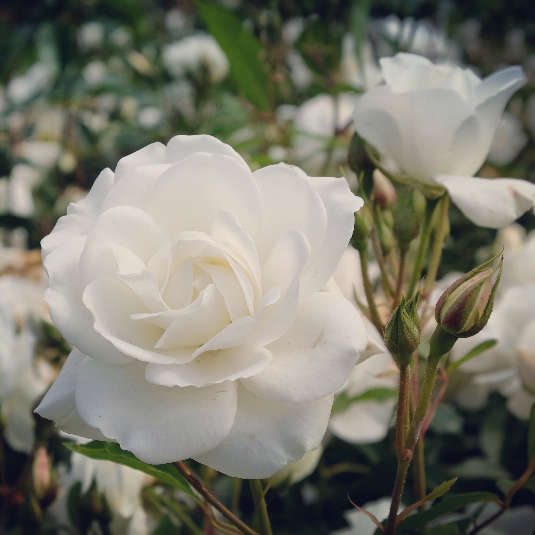 Rozen op stam - Stamroos 'Korbin' - Rosa korbin