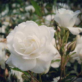Rozen op stam - Stamroos 'Korbin' - Rosa korbin