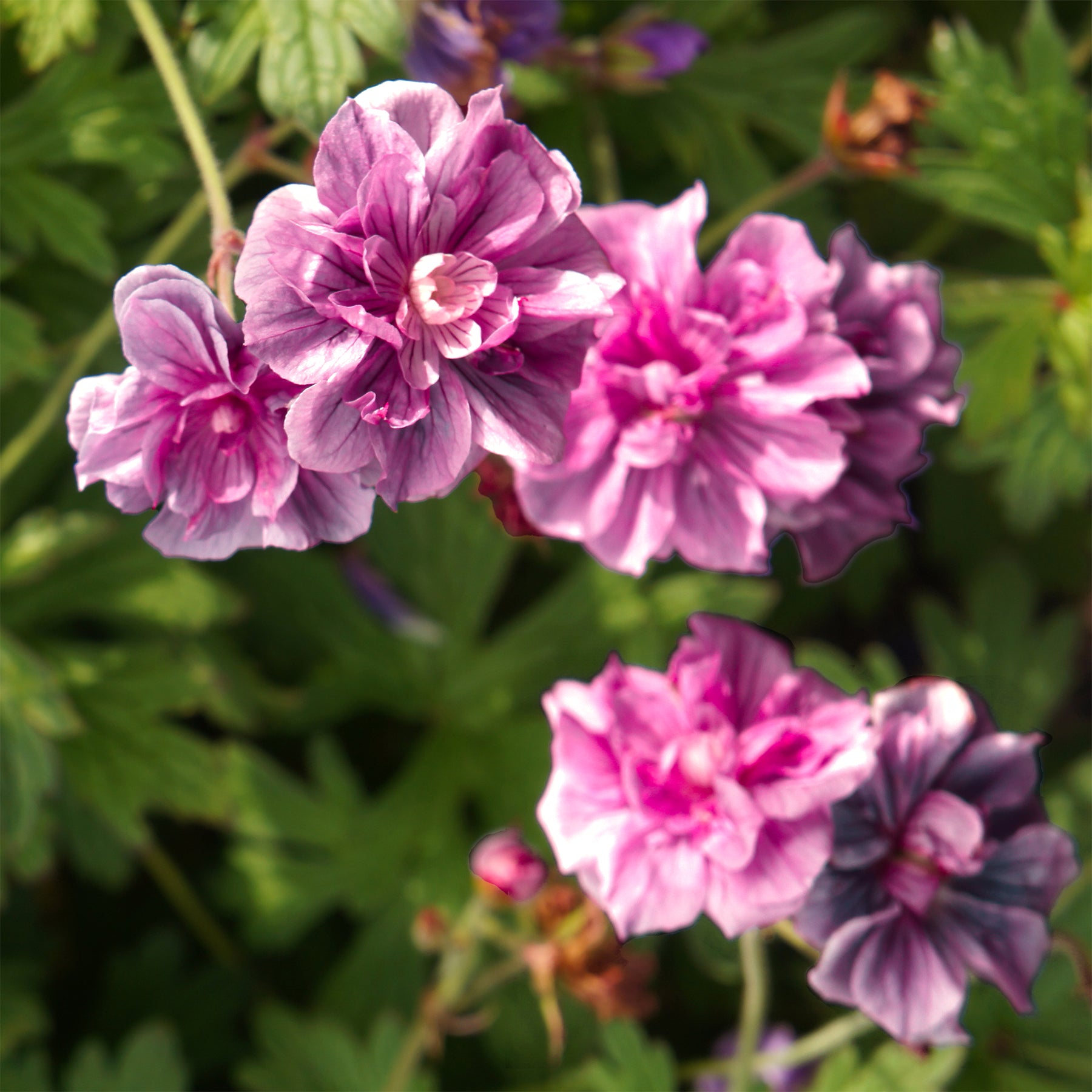 Winterharde geranium 'Birch Double' (x2) - Willemse