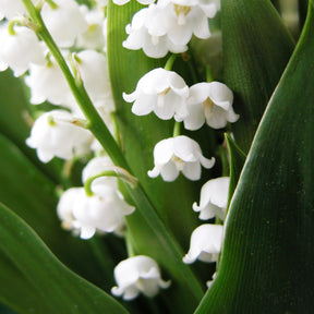 Lelietje-van-dalen 'Majalis' - Convallaria majalis - Willemse
