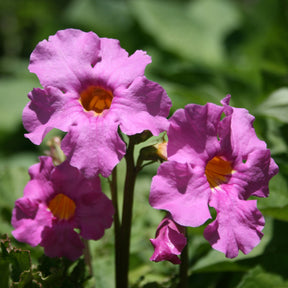 Verkoop Borderpakket '12 vaste planten' ca. 2m²