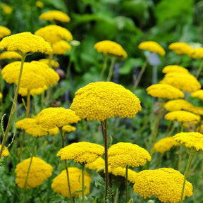 Borderpakket '12 vaste planten' ca. 2m² - Bloeiende vaste planten - Willemse