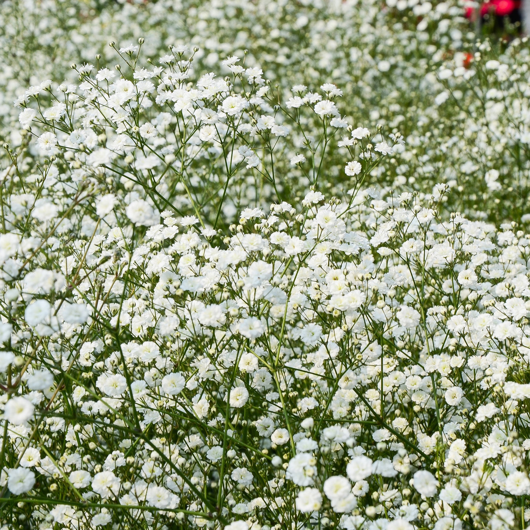 Verkoop Borderpakket '12 vaste planten' ca. 2m² - Bloeiende vaste planten
