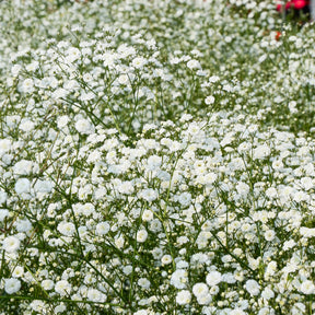 Verkoop Borderpakket '12 vaste planten' ca. 2m² - Bloeiende vaste planten