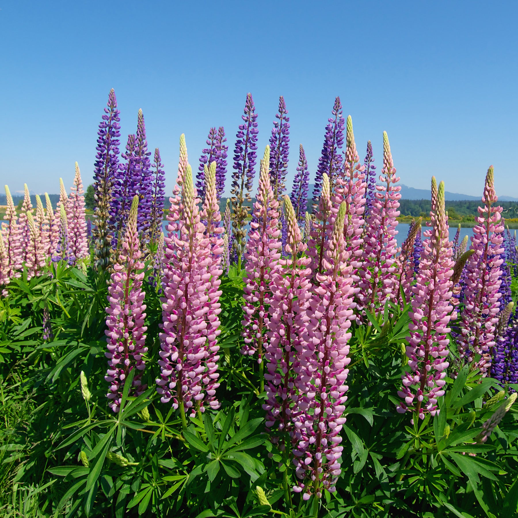 Verkoop Bloeiende vaste planten - Borderpakket '12 vaste planten' ca. 2m²