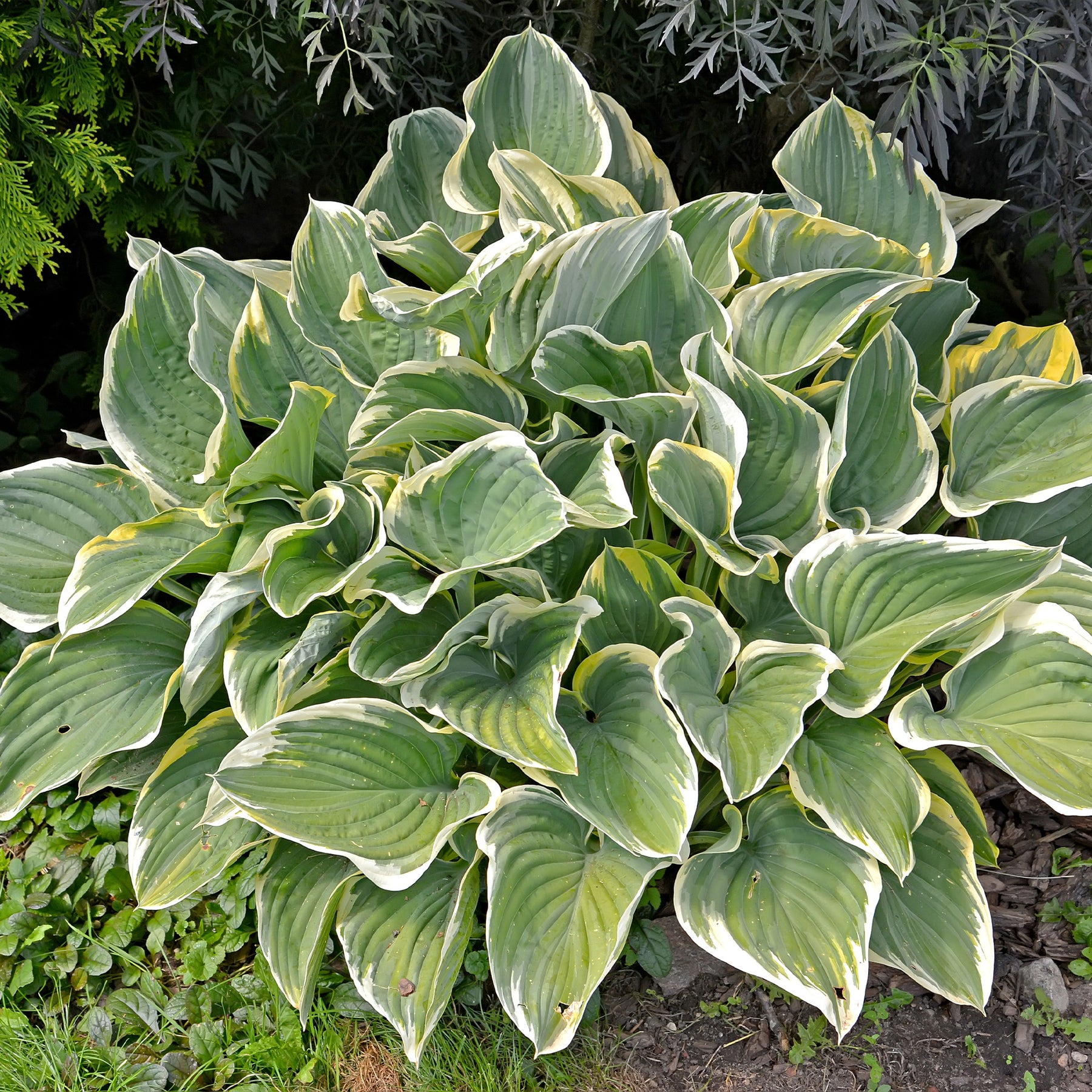 Borderpakket '12 vaste planten' ca. 2m² - Willemse