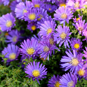 Borderpakket '12 vaste planten' ca. 2m² - Willemse