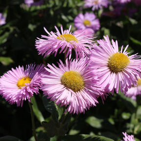Borderpakket '12 vaste planten' ca. 2m² - Willemse