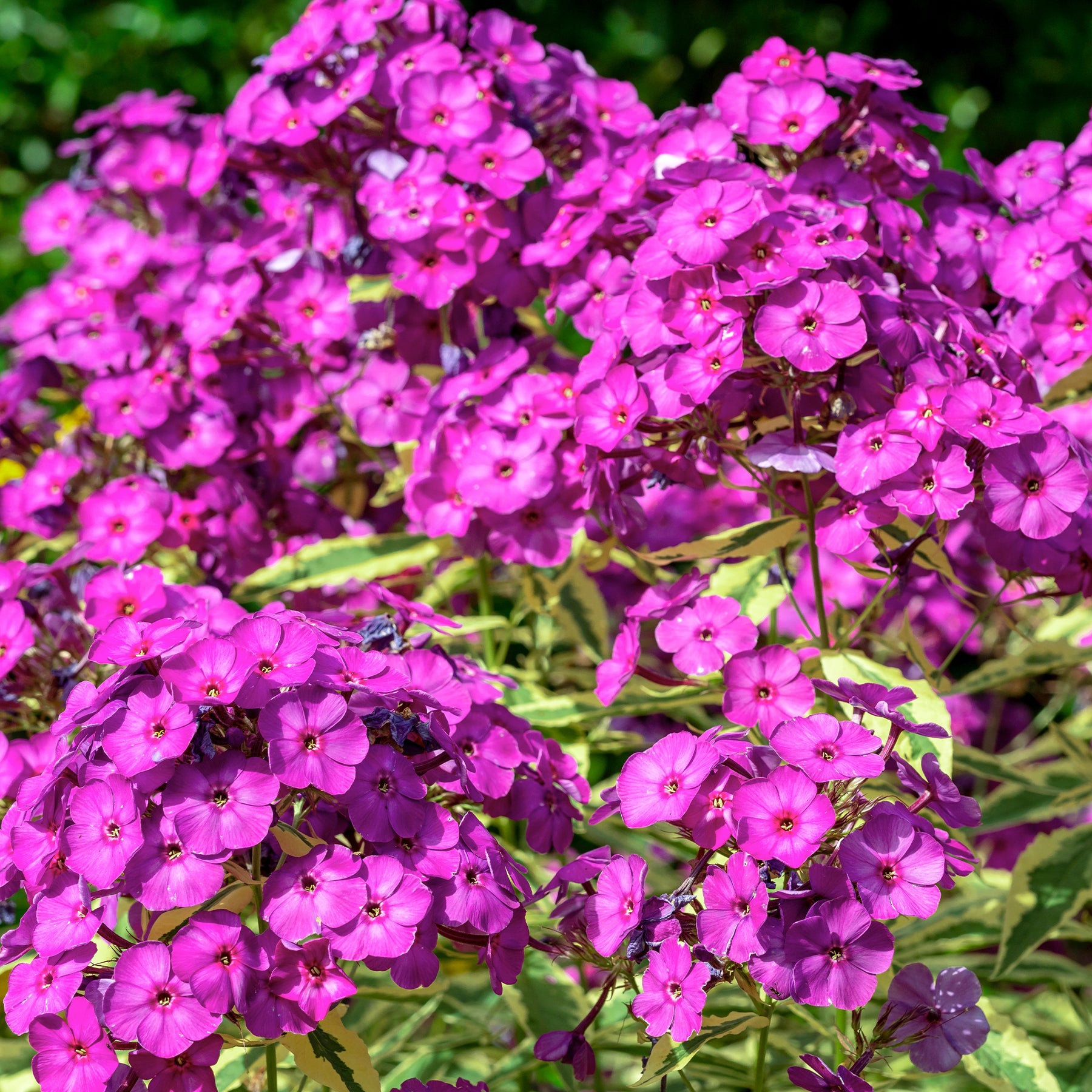 Borderpakket '12 vaste planten' ca. 2m² - Willemse