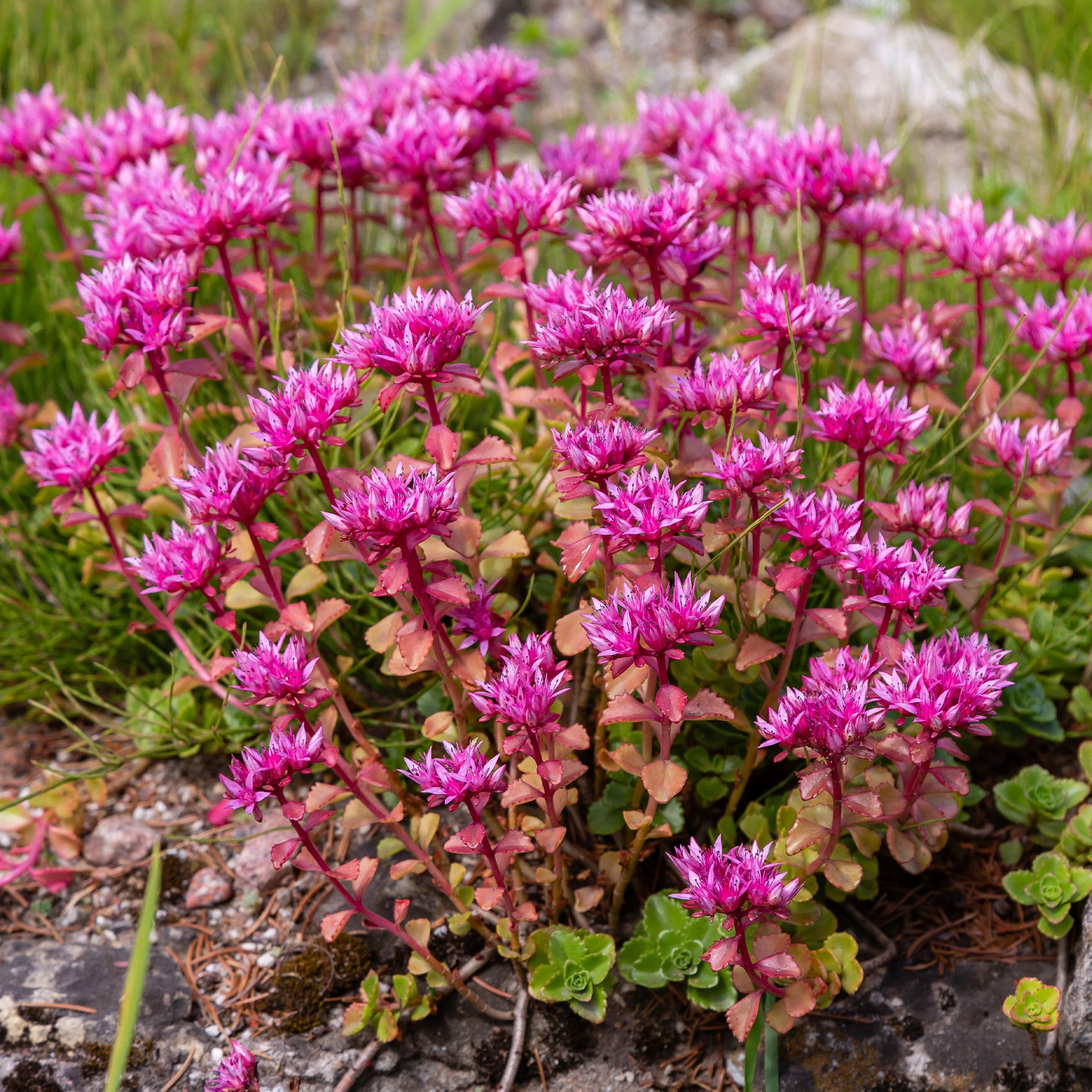 Verkoop Borderpakket '12 vaste planten' ca. 2m² - Sedum acre, Hosta, Aster, Erigeron speciosus Rosa Jewel, Delphinium, Phlox paniculata, Thymus serpyllum, Sedum spurium, Incarvillea Delavayi, Achillea , Gypsophila paniculata, Lupinus