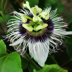 Passiebloem 'Frederick' - Passiflora edulis frederick - Willemse