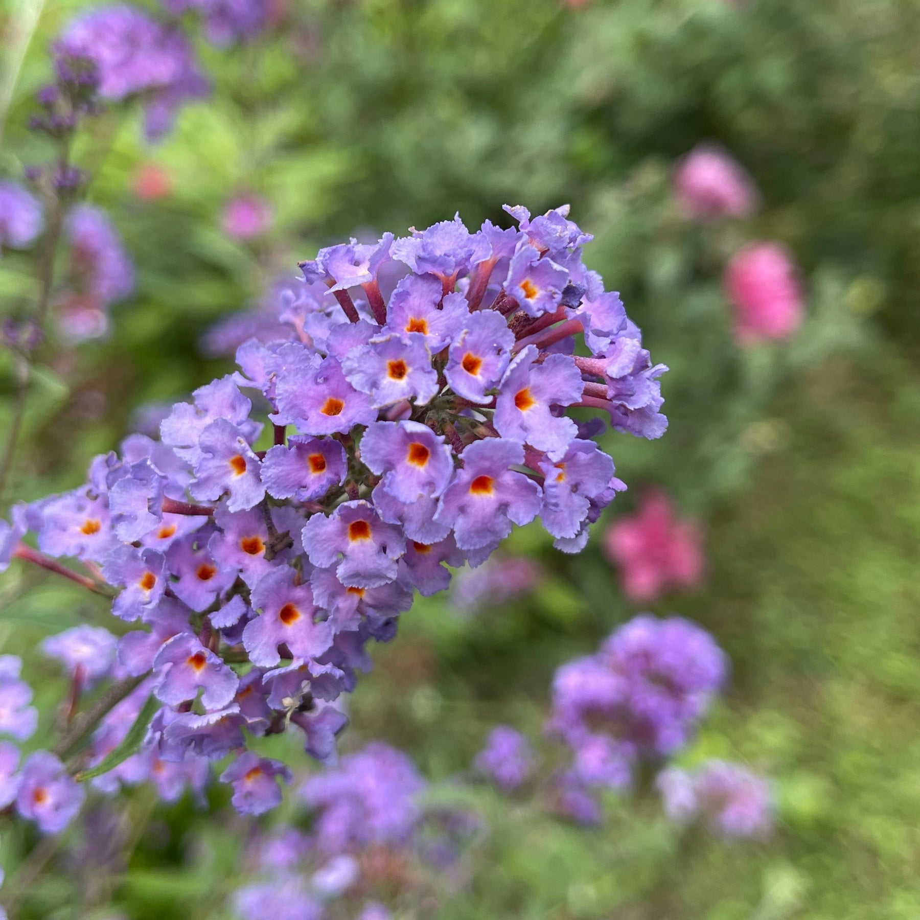 Vlinderstruik 'Dreaming Lavender' - Willemse