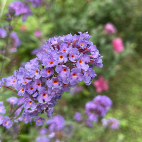 Vlinderstruik 'Dreaming Lavender' - Willemse