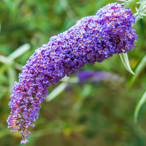 Vlinderstruik 'Dreaming Lavender' - Buddleja dreaming lavender - Willemse