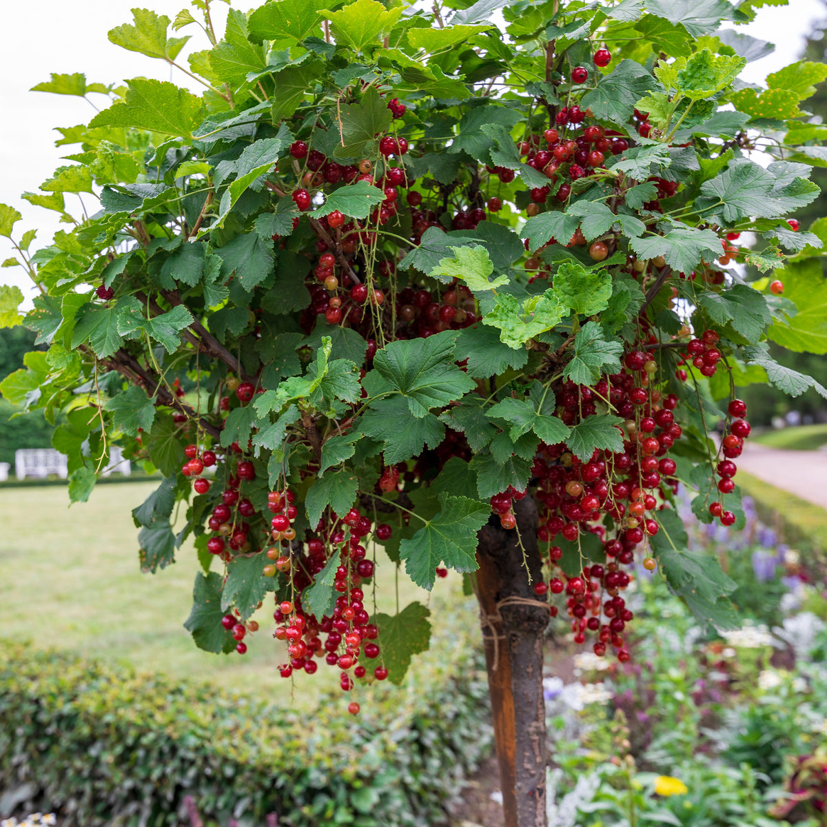 Rode bes op stam - Ribes rubrum Jonkheer van Tets - Willemse