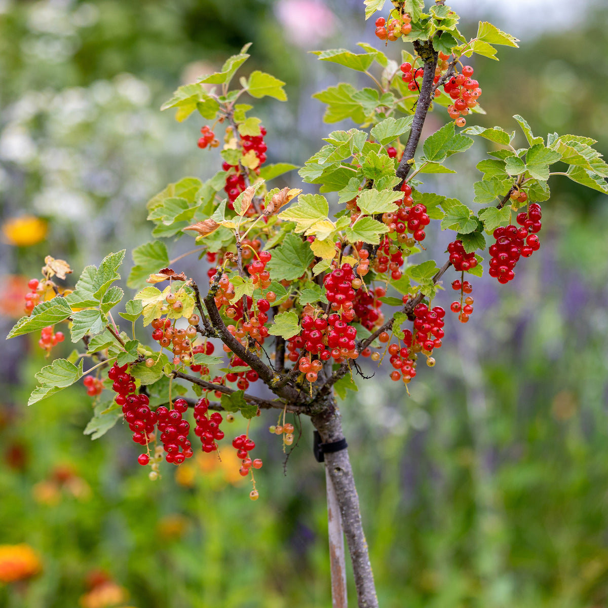 Collectie  bessen- en zwarte bessenstruiken op stam (x2)