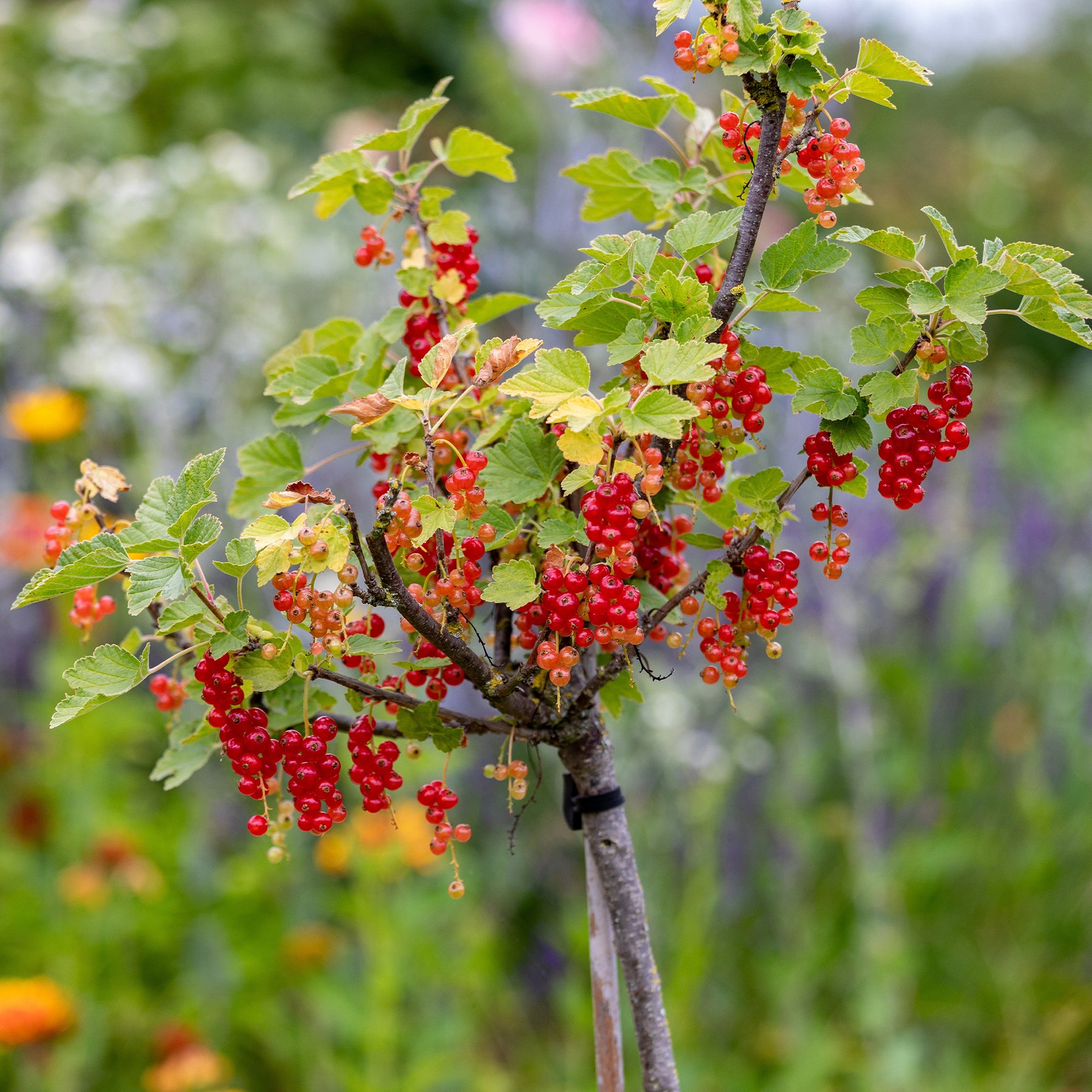 Collectie  bessen- en zwarte bessenstruiken op stam (x2)