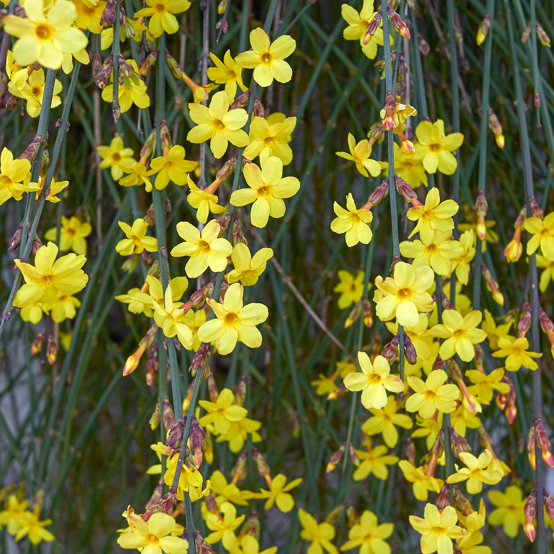 Jasminum nudiflorum - Winterjasmijn - Klimplanten