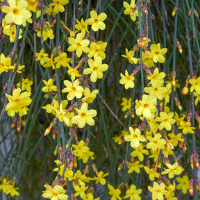 Jasminum nudiflorum - Winterjasmijn - Klimplanten