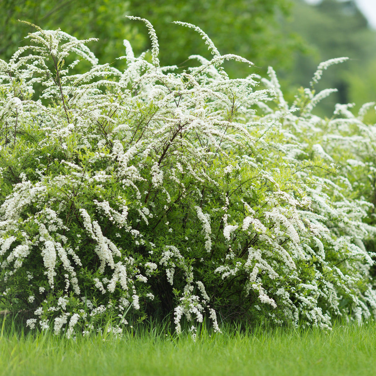 Spirea - Spierstruik 'Grefsheim' - Spiraea cinerea  Grefsheim