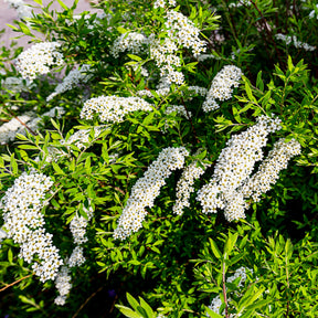 Spiraea cinerea  Grefsheim - Spierstruik 'Grefsheim' - Spirea