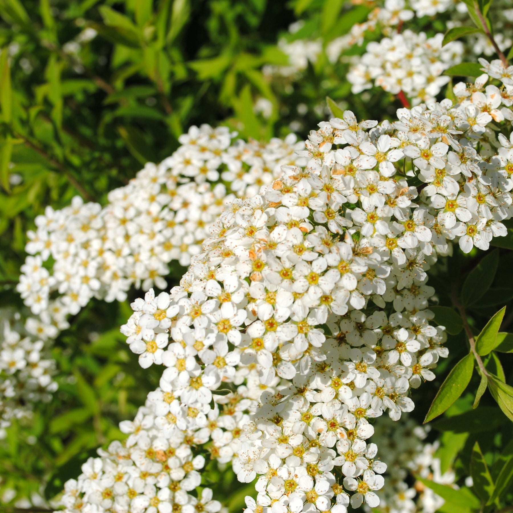 Spierstruik 'Grefsheim' - Spiraea cinerea  grefsheim