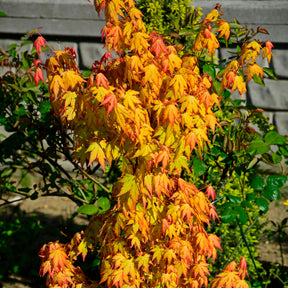 Japanse esdoorn 'Orange Dream' - Willemse