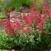 Spoorbloem - rood - Willemse