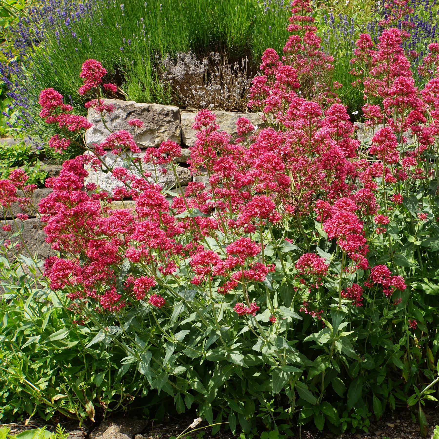 Spoorbloem - rood - Willemse
