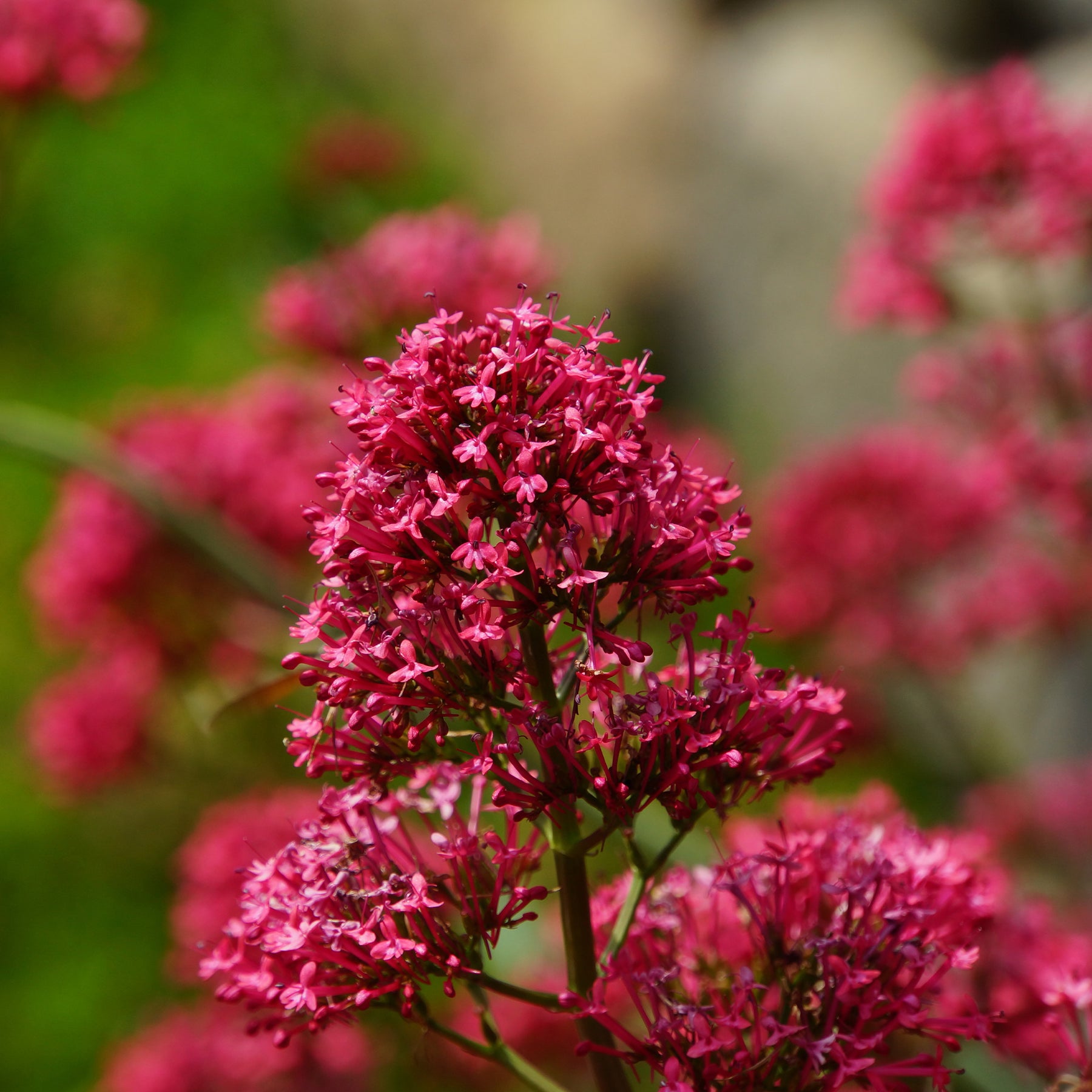 Spoorbloem - rood - Centranthus ruber coccineus - Willemse