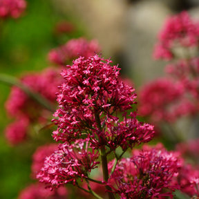 Spoorbloem - rood - Centranthus ruber coccineus - Willemse