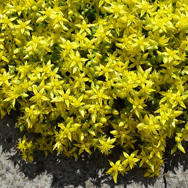 Verkoop Gele muurpeper (x2) - Sedum acre
