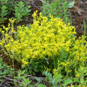 Gele muurpeper (x2) - Sedum acre - Willemse