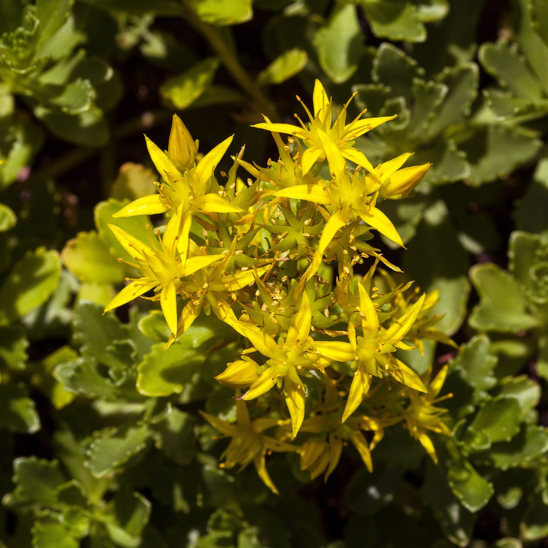 Sedum acre - Gele muurpeper (x2) - Vaste planten