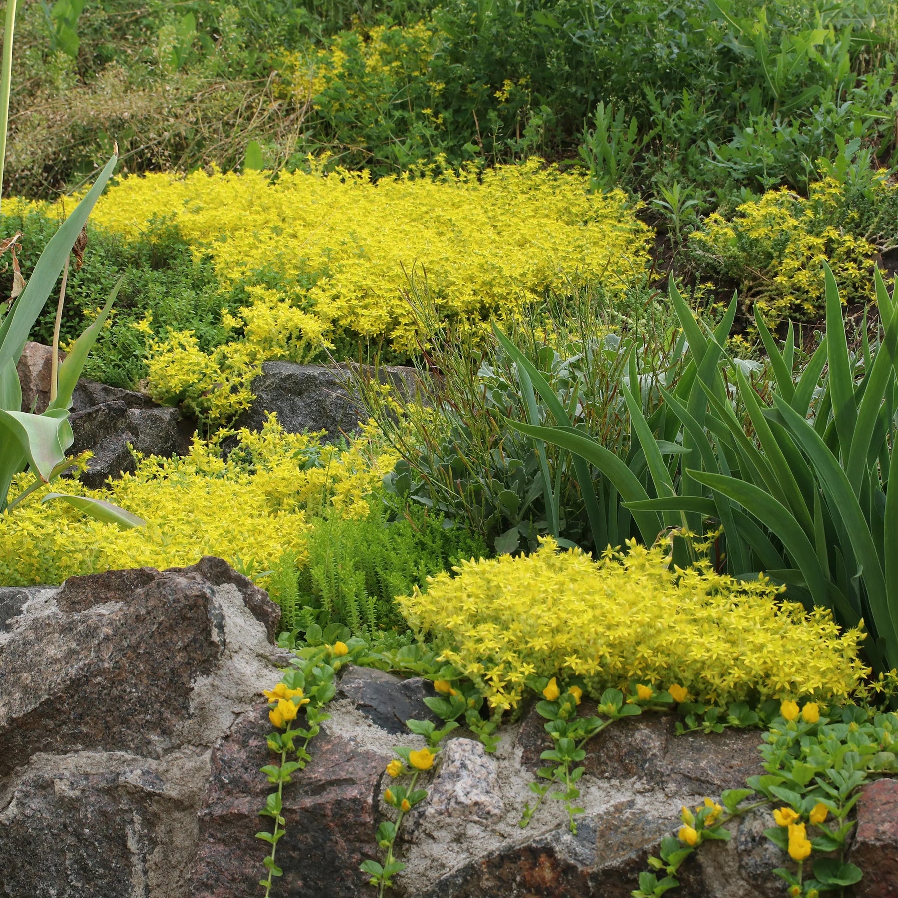 Campanula poscharskyana, Sedum acre - 4 bodembedekkers voor muurtjes - Bloeiende vaste planten