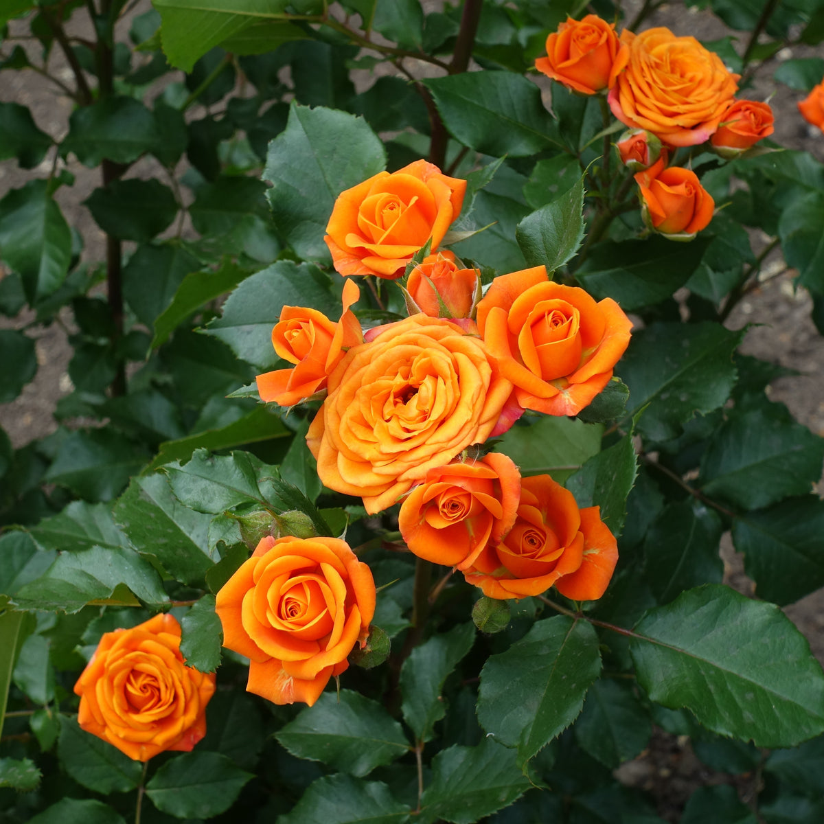 Rosa - Struikroos - oranje - Rozen - Naakte wortels