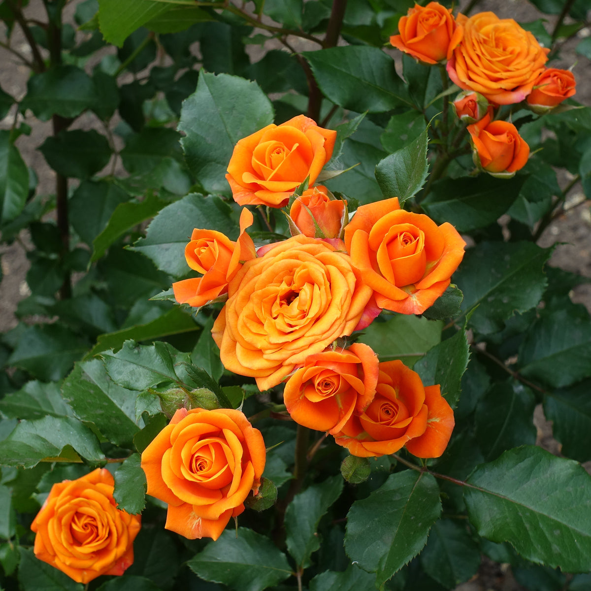 Struikroos - oranje