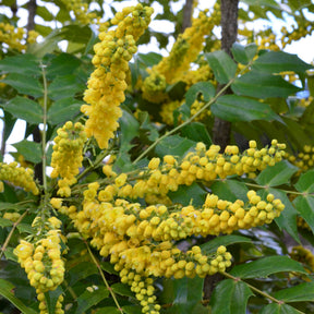 Mahoniestruik 'Charity' - Mahonia media Charity - Willemse