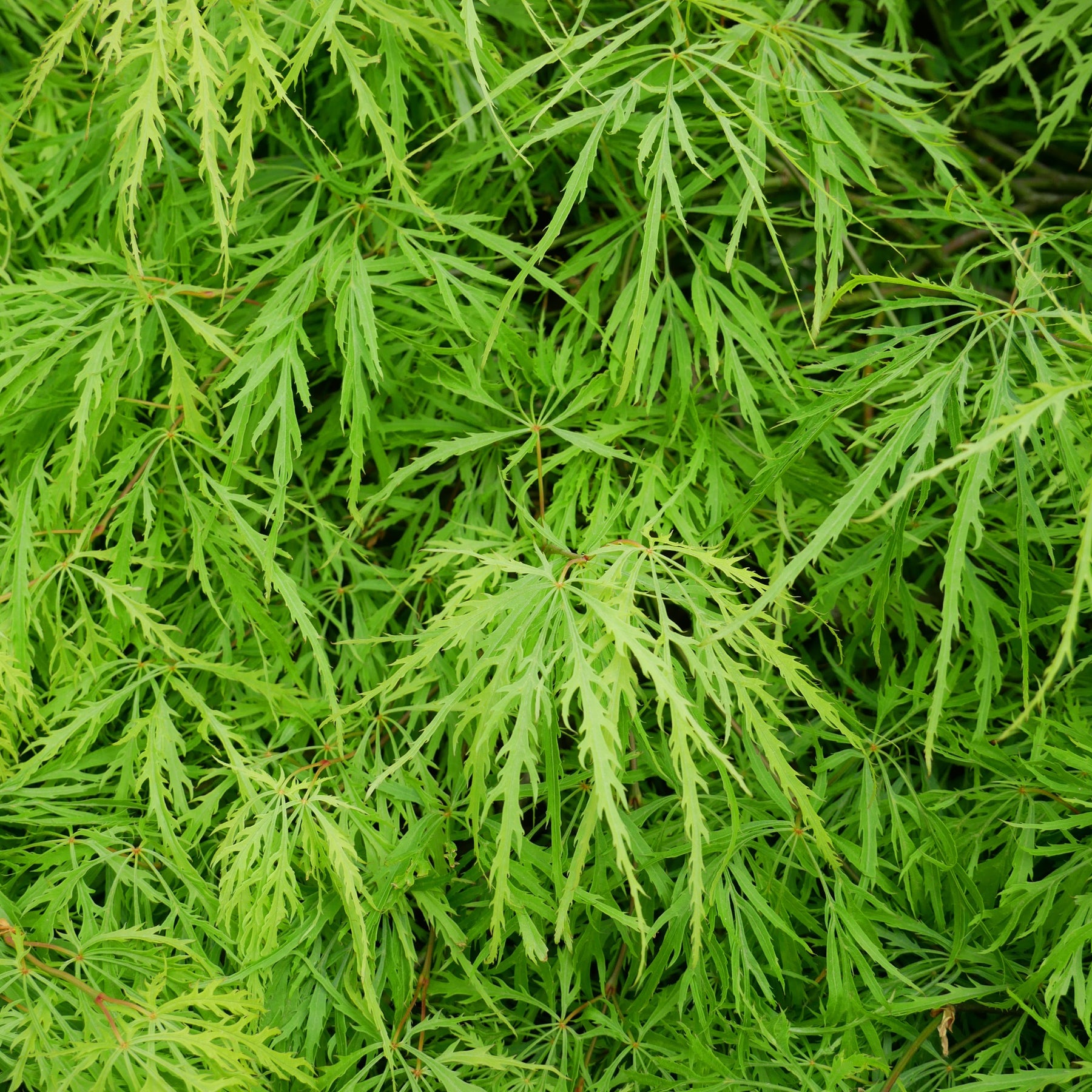 Japanse esdoorn 'Emerald Lace' - Acer palmatum emerald lace - Willemse